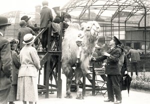 Kameelrijden met verzorger H. Warwick