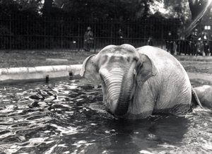 Olifant in bad