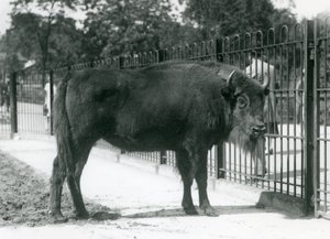 Europese bizon 