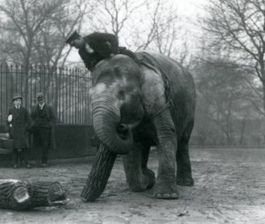 Vrouwelijke Aziatische olifant, Indiarani, verplaatst hout met haar slurf, terwijl haar verzorger op haar rug zit en haar dirigeert en twee andere mensen toekijken, London Zoo, 1925