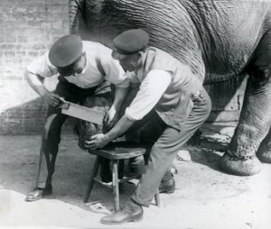 Vrouwelijke Aziatische olifant Sundermalah krijgt haar voeten verzorgd door haar verzorgers in de London Zoo, augustus 1926 door Frederick William Bond