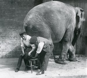 Vrouwelijke Aziatische olifant krijgt haar voeten verzorgd door haar verzorgers in de London Zoo, augustus 1926 door Frederick William Bond