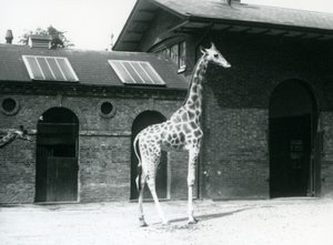 Vrouwelijke giraffe, Maud, staat in de paddock buiten het giraffenhuis, Londense dierentuin, juli 1925 door Frederick William Bond