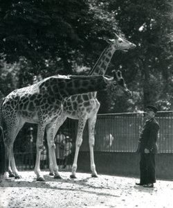 Vrouwelijke giraffen Maud en Maggie, met verzorger Ernie Professor Bowman, London Zoo