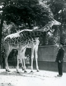Vrouwelijke giraffen Maud en Maggie, met verzorger Ernie Professor Bowman, London Zoo