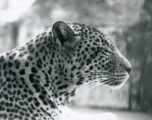 Vrouwelijke luipaard Daisy in London Zoo, augustus 1925 door Frederick William Bond