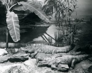 Vier alligators, in een panoramische setting met een bananenboom, in de London Zoo in 1929 door Frederick William Bond