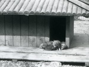 Vier coyote pups rustend bij de ingang van hun hol/houten kennel, London Zoo door Frederick William Bond