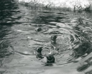 Vier koningspinguïns zwemmend in hun zwembad in de London Zoo, juni 1927 door Frederick William Bond