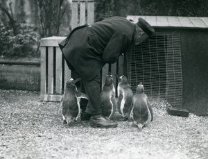 Gentoo-pinguïns met verzorger Albert White, London Zoo, c.1914 door Frederick William Bond