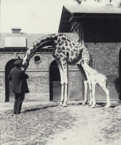 Giraffe met 3 dagen oude baby en verzorger in de dierentuin van Londen, 1914