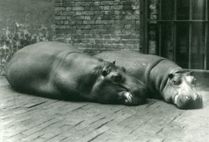 Nijlpaarden Bobbie en Joan liggend in hun verblijf in de London Zoo, juli 1923