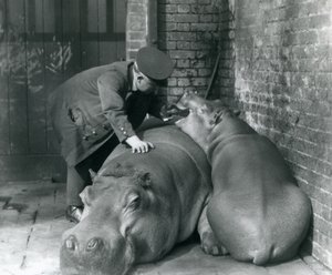 Nijlpaarden Joan en Jimmy in London Zoo in 1927 door Frederick William Bond