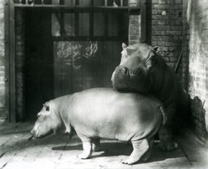 Nijlpaarden Joan en Jimmy in de London Zoo in 1927