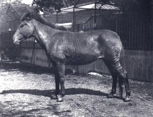 Hybride zebra-paard in de Londense Dierentuin, juli 1916 door Frederick William Bond