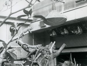 Leguanen, zonnend op takken, genietend van het kunstmatige zonlicht in hun verblijf, London Zoo, augustus 1928 door Frederick William Bond