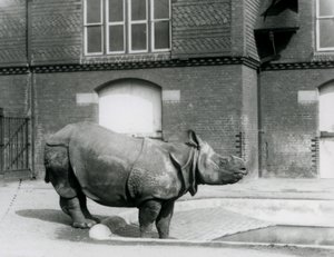 Indische neushoorn Felix staat aan de rand van zijn zwembad in de London Zoo in 1927