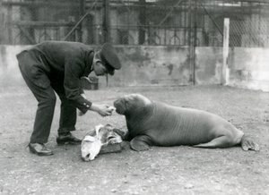 Verzorger Arthur Chandler voert vis aan een jonge walrus, London Zoo, 1924 door Frederick William Bond