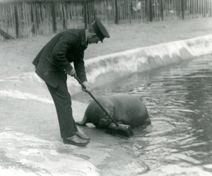 Verzorger Arthur Chandler veegt het walrusbad, London Zoo