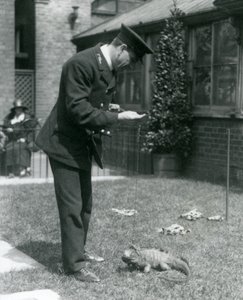Verzorger Collins op een grasveld in de Londense dierentuin met een bewolkte rotsleguaan aan een lijn, Londense dierentuin, 1924 door Frederick William Bond