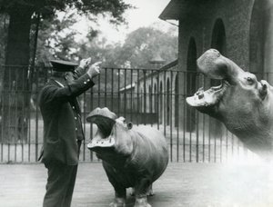 Verzorger Ernie Bowman met nijlpaarden Bobbie en Joan in London Zoo, juli 1923 door Frederick William Bond