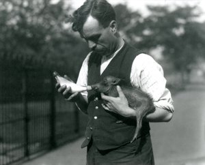 Verzorger Harry Warwick voedt een baby wrattenzwijn met de fles in de Londense Zoo, in augustus 1922 door Frederick William Bond