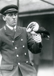 Verzorger, Thomas Raggett, houdt een roodbektoekan met een ei in zijn bek in London Zoo in 1924