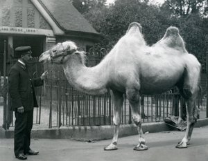 Beheerder W. Styles, met een Bactrische Kameel, buiten het Lama Huis in de Dierentuin van Londen, juli 1914