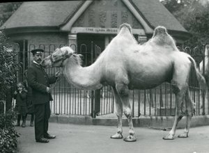 Keeper W. Styles, met een Bactrische kameel, buiten het Llama House in de dierentuin van Londen, juli 1914