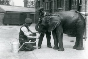 Verzorgers helpen de jonge mannelijke Afrikaanse olifant Kiberenge te drinken uit een slang die aan een gieter is bevestigd, Londense dierentuin, juli 1924 door Frederick William Bond