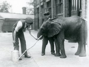 Verzorgers helpen jonge mannelijke Afrikaanse olifant Kiberenge te drinken uit een slang die aan een gieter is bevestigd, London Zoo door Frederick William Bond