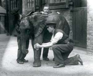 Verzorgers oliën de huid van de jonge mannelijke Afrikaanse olifant Kiberenge, Londense dierentuin, juli 1924 door Frederick William Bond