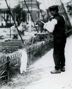 Koningspinguïn, krijgt een douche van verzorger Harry Munro met een gieter in de London Zoo mei 1914. Munro werd gedood in de Eerste Wereldoorlog, nadat hij in het leger had gediend, in luchtschepen en op anti-onderzeeër door Frederick William Bond