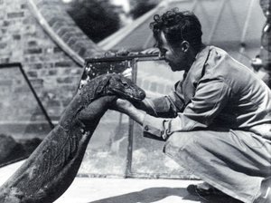 Komodovaraan Sumbawa met verzorger H. Alec Budd, 1928 door Frederick William Bond
