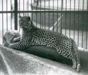 Luipaard Rex liggend op een boomstam in zijn verblijf in de London Zoo in juli 1925