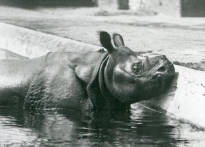 Mannelijke Indische Neushoorn Felix geniet van een bad in zijn zwembad in de Londense Zoo in juni 1928