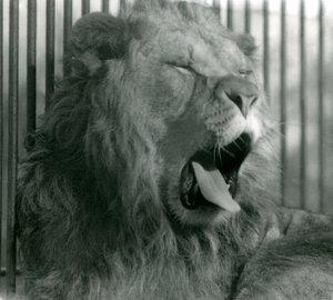 Mannelijke leeuw, Abdullah, geeuwt in zijn verblijf in London Zoo in 1925