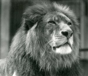 Mannelijke Leeuw Kuja in London Zoo in augustus 1924 door Frederick William Bond