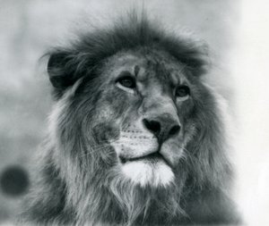 Mannelijke leeuw Kuja in London Zoo in januari 1925 door Frederick William Bond