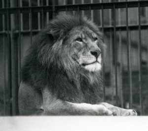 Mannelijke Leeuw Kuja liggend in zijn verblijf in de London Zoo