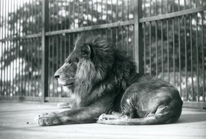 Mannelijke Leeuw Toto ligt in zijn verblijf in de Londense Zoo in september 1927