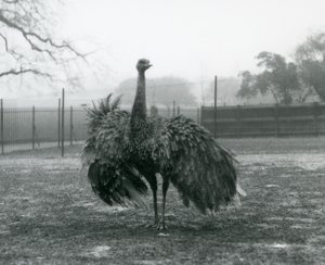 Mannelijke roepweergave door een grotere nandoe, London Zoo door Frederick William Bond