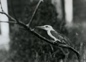Stork-billed ijsvogel rustend op een tak, deze ondersoort is van de Sulu-archipel in de Filipijnen, London Zoo