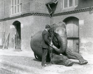 Syed Ali traint Indiarani voor het Olifantenhuis, London Zoo, augustus 1923 door Frederick William Bond