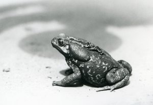 De grootste en kleinste pad in de menagerie in augustus 1928