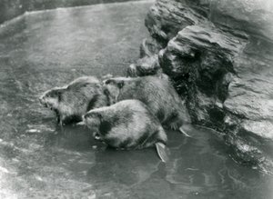 Drie bevers in hun zwembad in London Zoo, jaren 1920 door Frederick William Bond