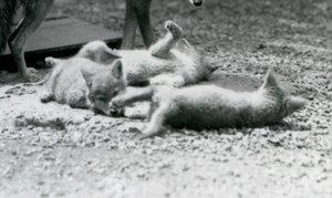 Drie coyote pups rollend op de grond, aan de voeten van hun moeder, London Zoo