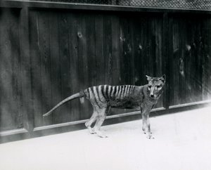 Thylacine Tasmaanse Wolf in de Londense dierentuin, voor 1930