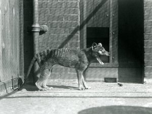 Thylacine / Tasmaanse Wolf in London Zoo in augustus 1926 (zwart-wit foto)