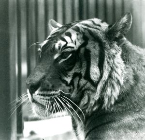Tijger Sam in London Zoo in 1925 door Frederick William Bond